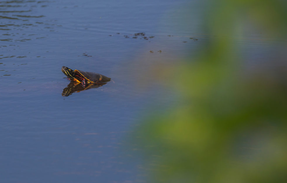Turtle in Demarest Pond