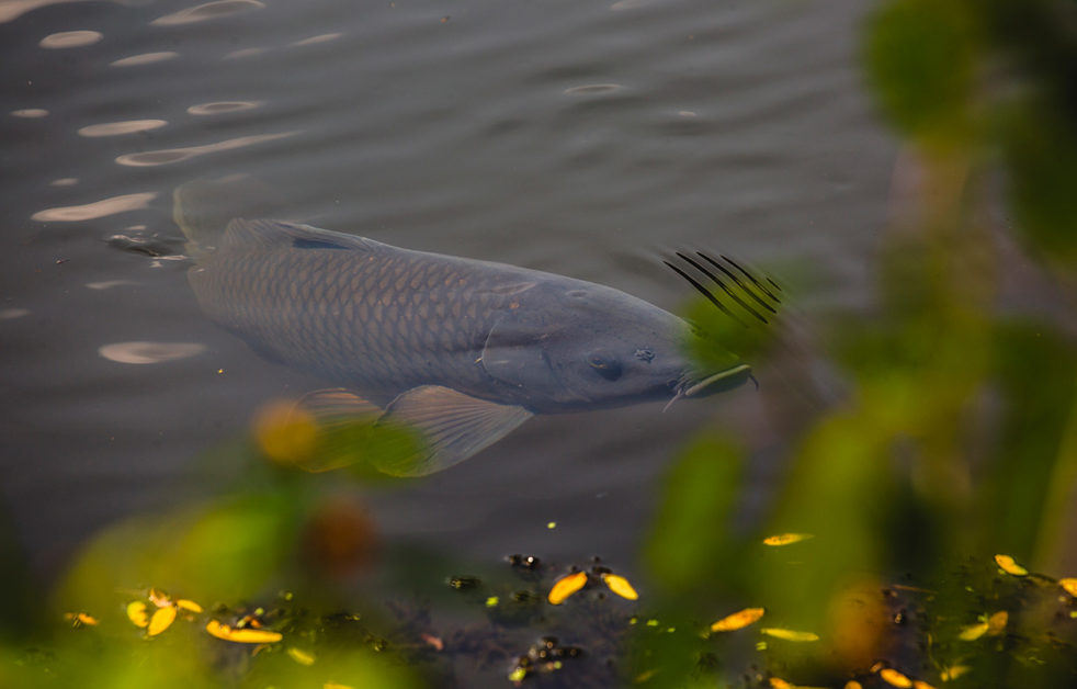 Fish in Demarest Pond