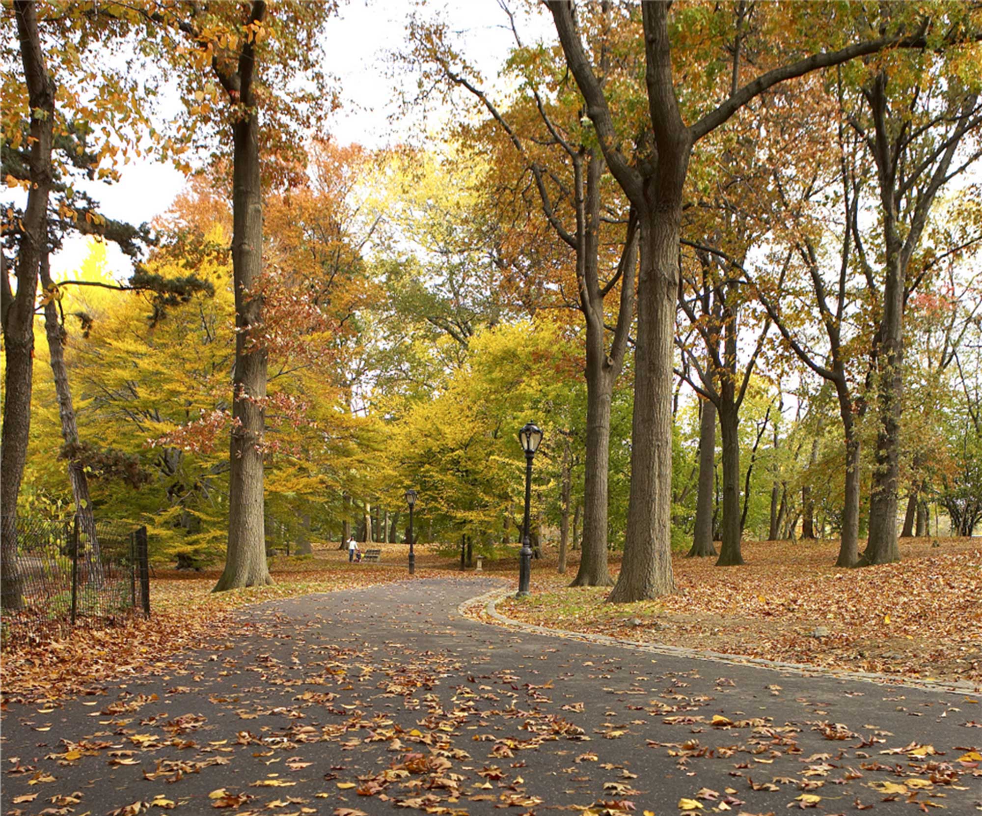 Trail covered with leaves at the Hunterdon County Park in New Jersey.