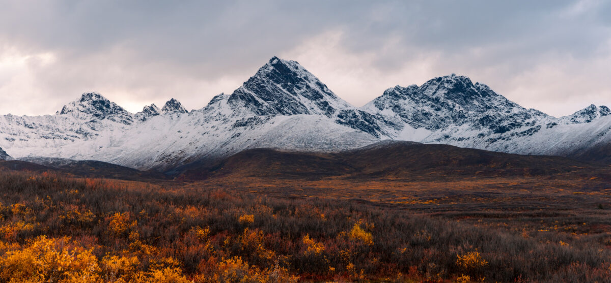 Panoramic view of snow capped mountains , tundra wilderness in Alaska during autumn time.