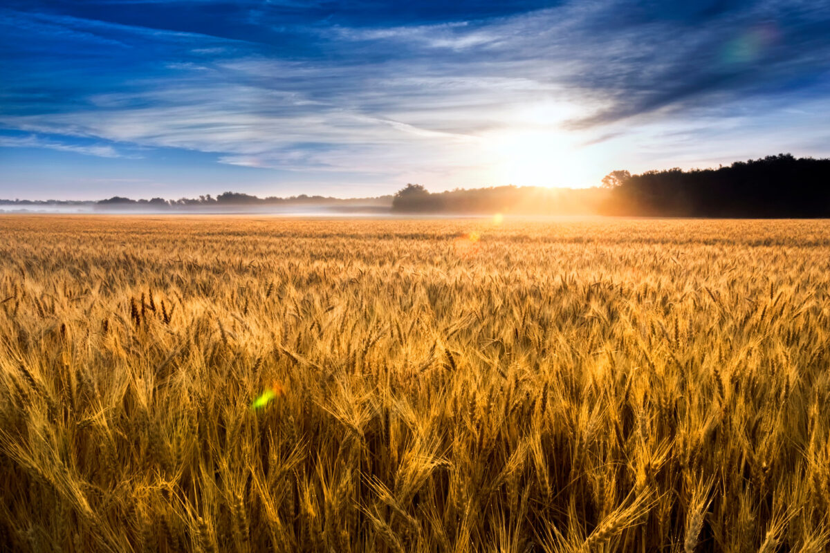 This field of wheat in central Kansas is nearly ready for harvest. An unusual misty morning added a low fog and misty drops to the wheat stalks. Focus is on wheat closest in foreground.