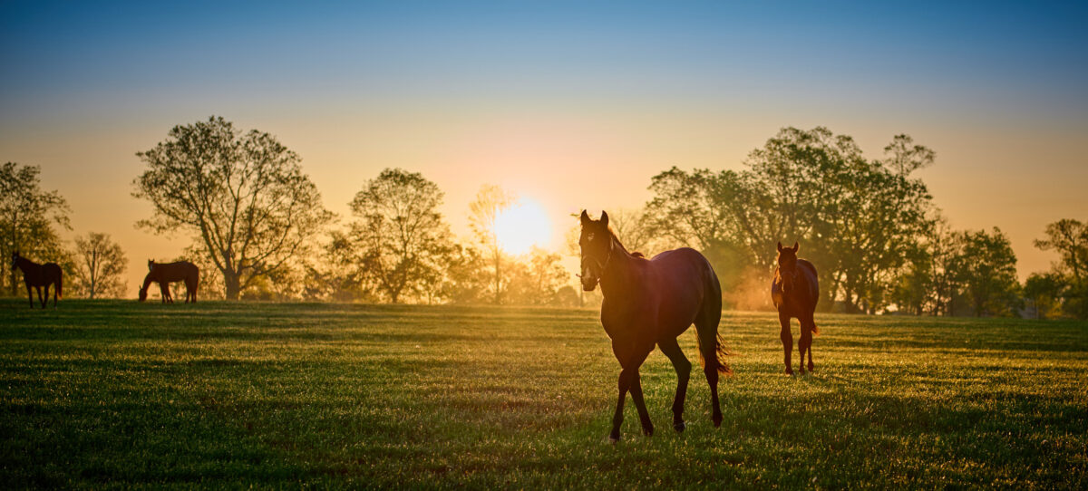 Thoroughbred horses walking in a field at sunrise.