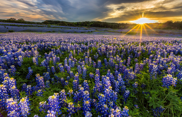Texas bluebonnet wildflower sunset at, Musleshoe Bend Recreation Area.